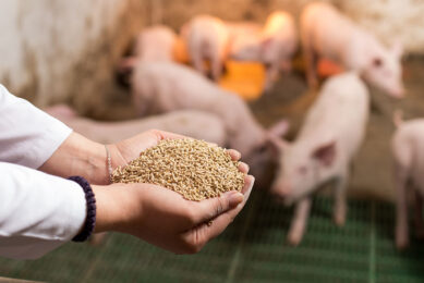 Feed processing parameters can influence the pigs' gastro-intestinal health. - Photo: Shutterstock