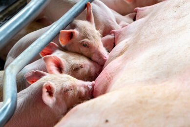 Supplementing sow and gilt diets with P. guillermondii has been associated with piglet performance. - Photo: Pancosma