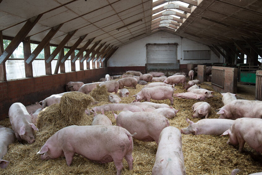 The 5 Domains model for animal welfare - Pig Progress