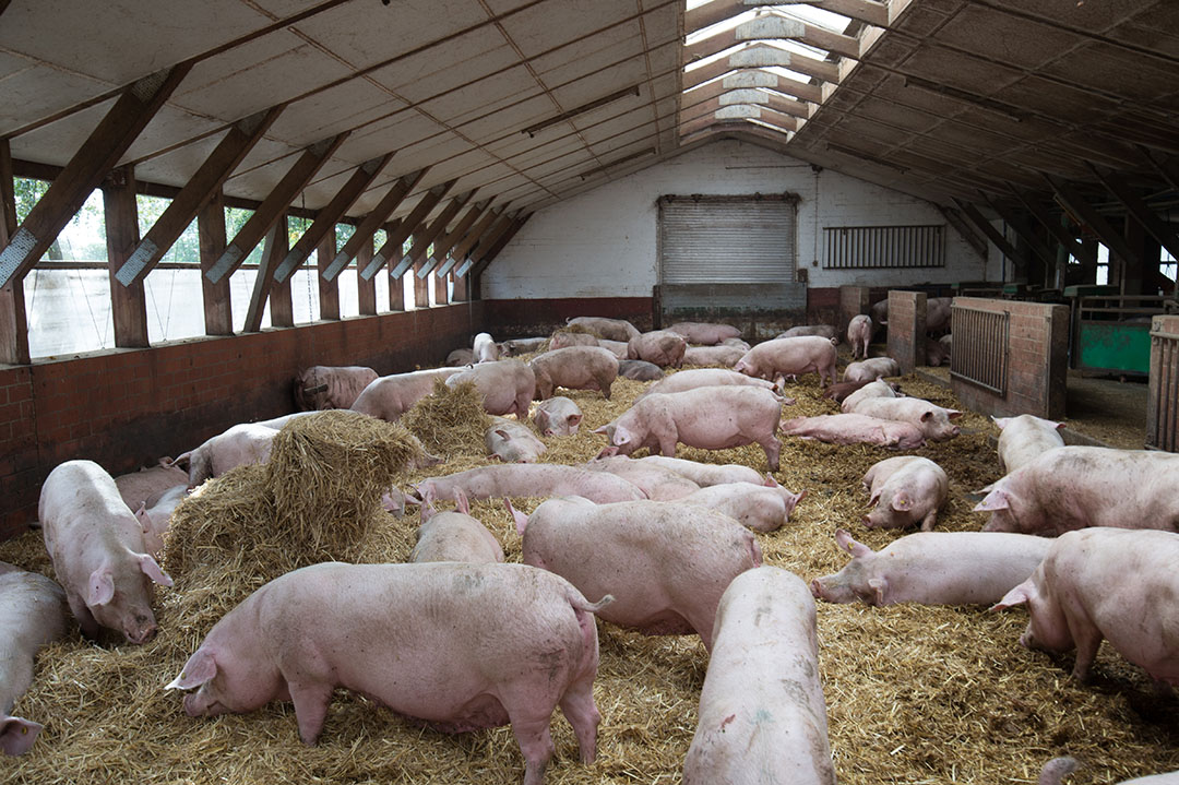 The 5 Domains model for animal welfare - Pig Progress
