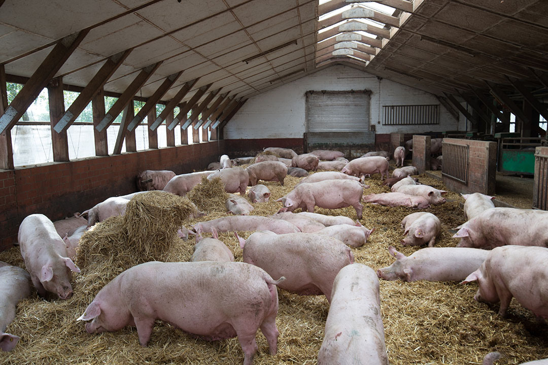 The 5 Domains model for animal welfare - Pig Progress The 5 Domains model for animal welfare - Pig Progress