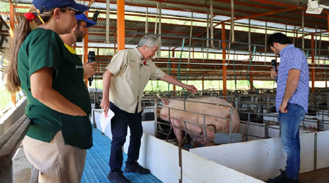 Venezuelas central government presents plans and campaigns to help increase pig prodution.