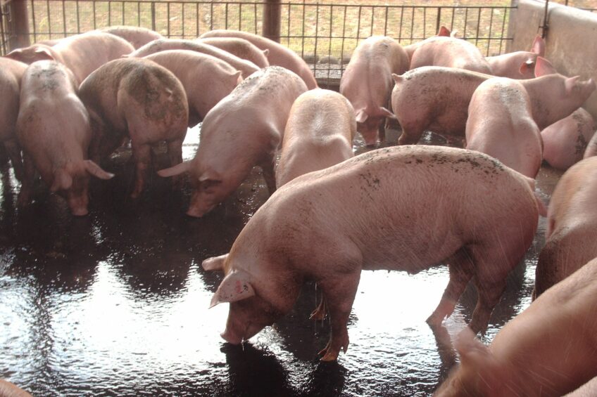 A more traditional pig farming system in Santo Domingo de los Tschachilas province. Pigs are bathed at least to days a week in order to clean the animals and the facilities. Photo: Procesadora Nacional de Alimentos (Pronaca) Ecuador