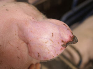 Ear necrosis occurs in newborn piglets only when there is high SINS infection pressure, including a Streptococcus suis infection.