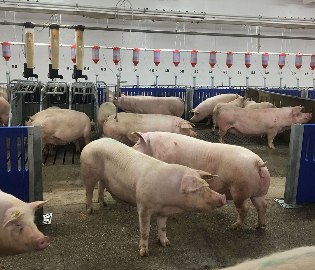 The group housing area for gestating sows. - Photo: Préjets farm