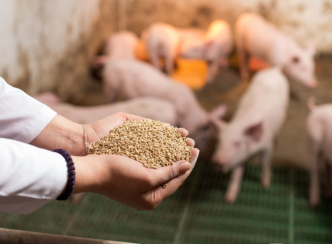 Particle size has a significant influence on gut health in pigs. - Photo: Shutterstock