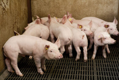 {Young entire male weaners on a farm in the Netherlands. - Photo: Bart Nijs