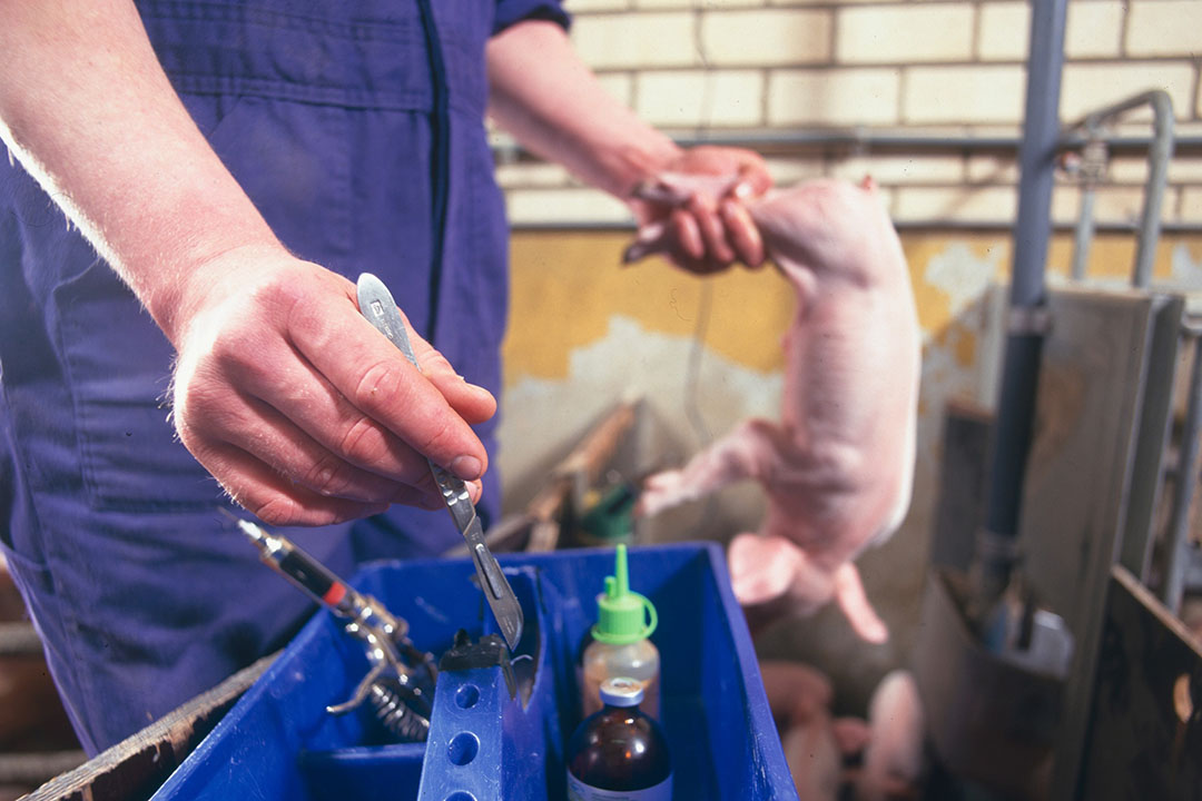 Young pigs normally squeal prior to processing like castration. - Photo: Mark Pasveer