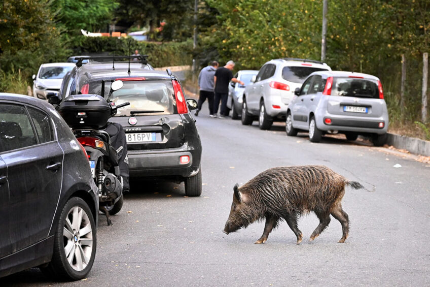 A wild boar roaming the streets of Rome, before ASF was detected there. - Photo: Alberto Pizzoli