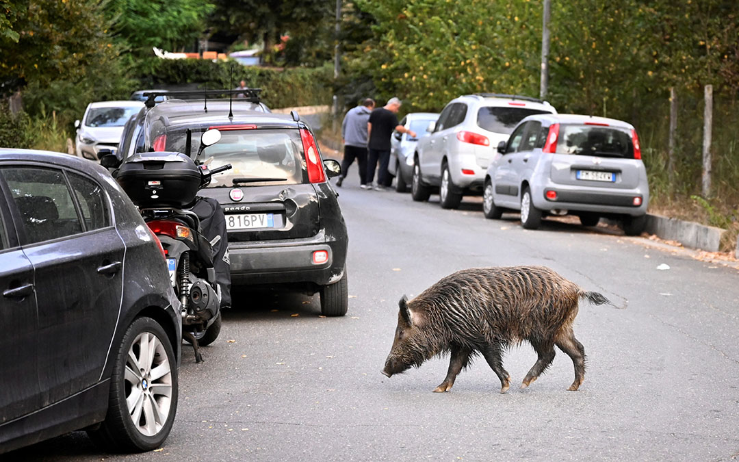 ASF Italy: More infected wild boar near Rome - Pig Progress