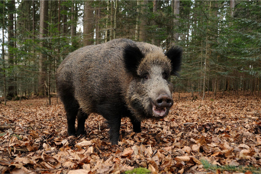 A healthy wild boar in a forest in northern Italy. - Photo: Canva