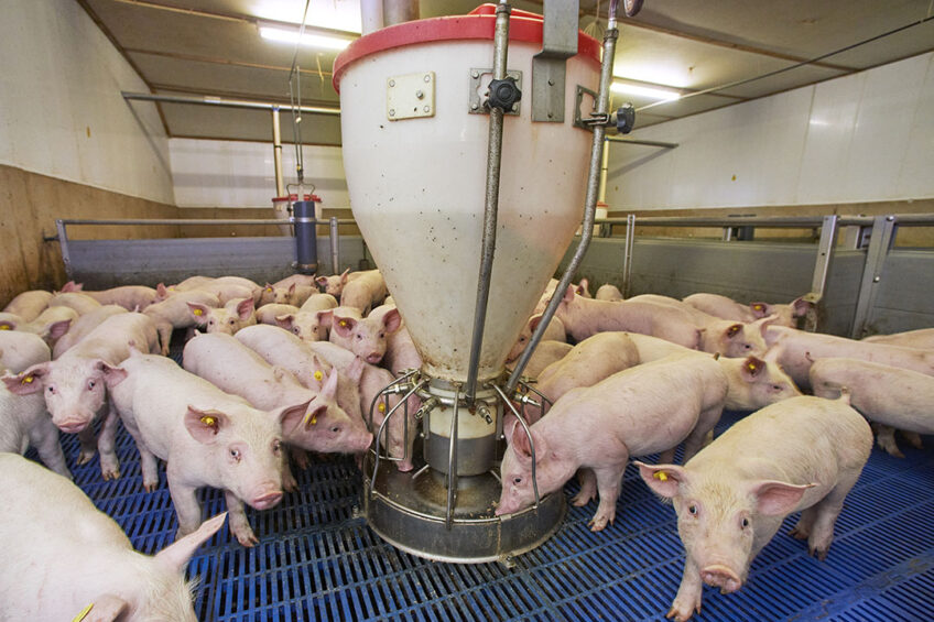 The task is to infuse the guts of young piglets with high concentrations of beneficial bacteria. Photo: Van Assendelft
