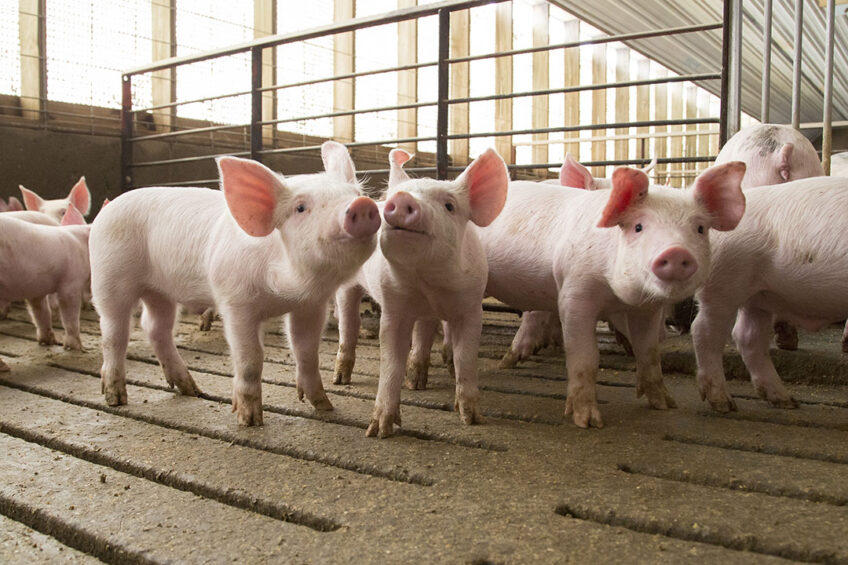 Snapshot of a wean-to-finish barn in Dyersville, IA, United States. - Photo: Alltech