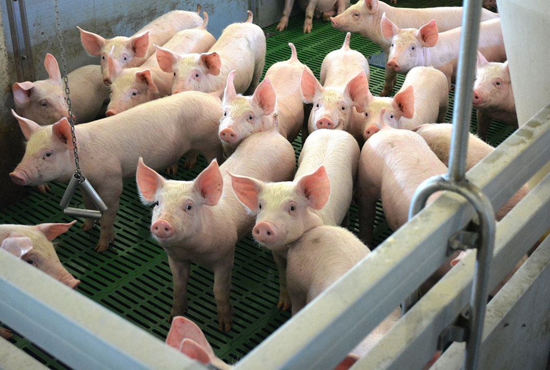 Stress in finisher pigs? Lithium additives may help - Pig Progress