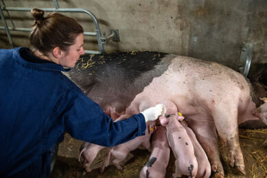 Maternally derived antibodies that piglets receive from their vaccinated mothers are able to protect piglets from clinical signs, but infection still takes place. Therefore, it makes sense to take udder wipes for diagnostics as even suckling piglets can shed the virus. - Photo: Ronald Hissink