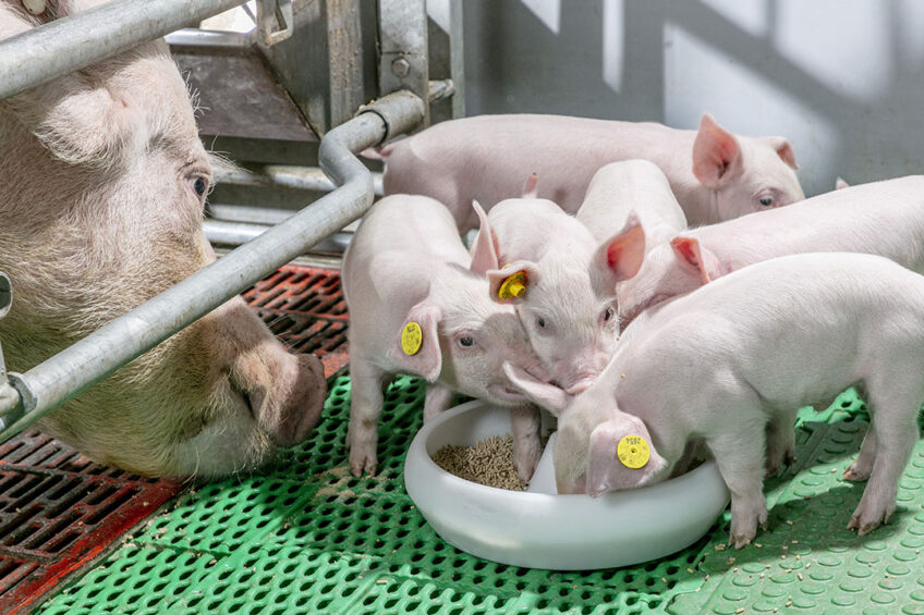 Piglets can be selective when it comes to what they will and won’t eat. Photo: Trouw Nutrition