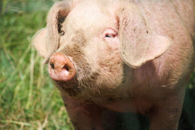 Retailers and processors step up efforts to aid UK pig farmers Photo: Canva