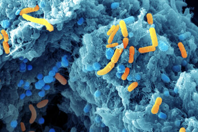 Artist's impression of piglet microbiota. - Illustration: Lallemand