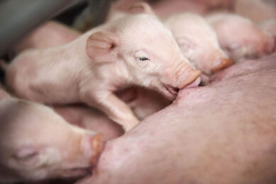 In the last year, a striking 40% of R&D resources in Breeding & Genetics at the Danish Agriculture & Food Council has been dedicated to finding a future-proof solution to further increase the piglet survival. - Photo: DanBred