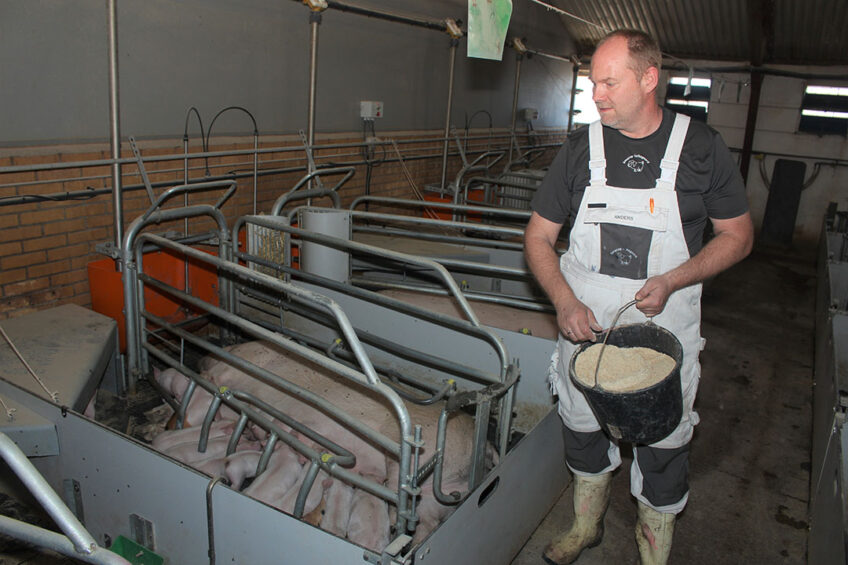 Anders Rold throwing a handful of activation feed into the lactation pens. - Photos: Vincent ter Beek