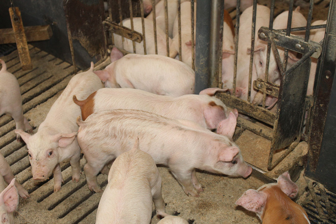 At the other side of weaning: the piglets are familiar with the activation feed when it is supplied in the troughs.