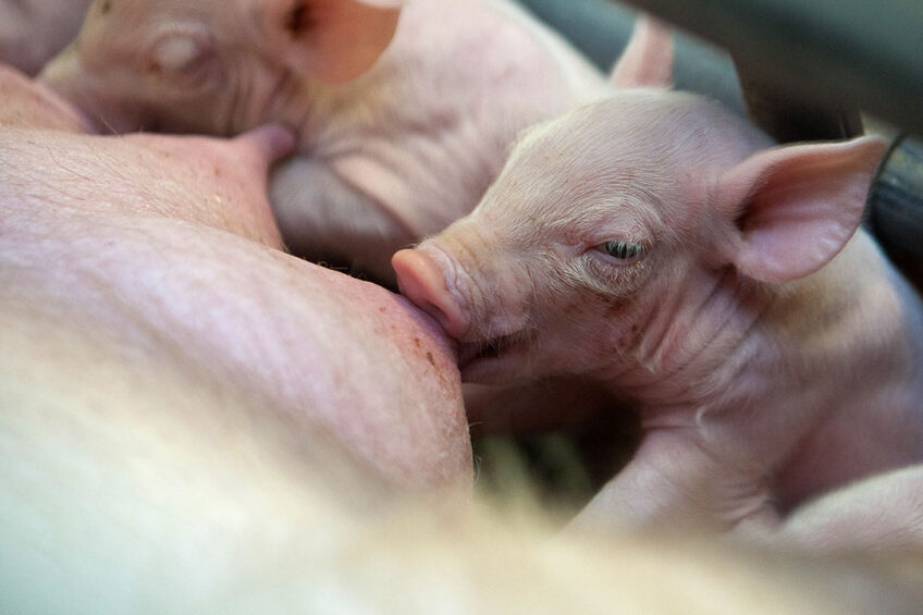 Being anaemic can have serious implications for pigs. - Photo: Ronald Hissink