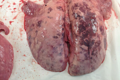 Pig lungs showing M. hyo lesions on top. - Photo: Ceva Santé Animale