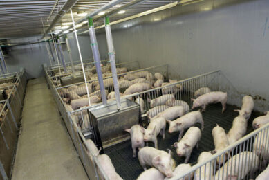 A pig farm in Russia. The Russian Agricultural Ministry estimated that 237,000 tonnes of manure and litter are produced annually in the country, primarily by poultry and pig farmers.  - Photo: Henk Riswick