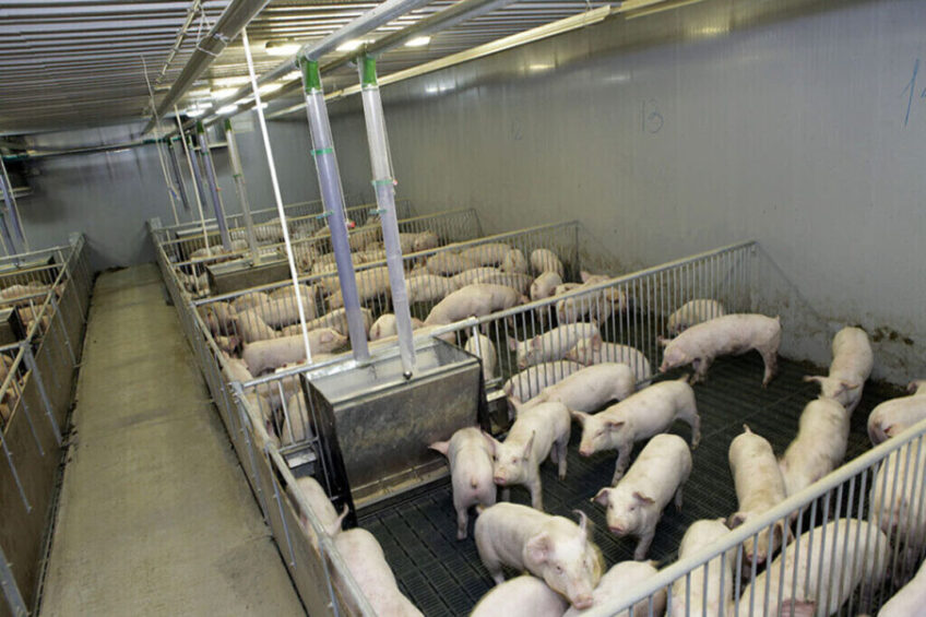A pig farm in Russia. The Russian Agricultural Ministry estimated that 237,000 tonnes of manure and litter are produced annually in the country, primarily by poultry and pig farmers.  - Photo: Henk Riswick