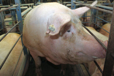 If Proposition 12 is to go ahead in California, for pork sold in California, sows can no longer be kept in sow stalls during gestation. Photo: Vincent ter Beek