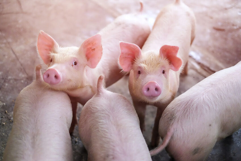 Piglets have very specific needs to establish good gut health. Photo: Phileo
