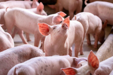 Incorporation of betaine in pig diets also leads to a reduction in the maintenance energy requirement of the animal. Photo: Shutterstock