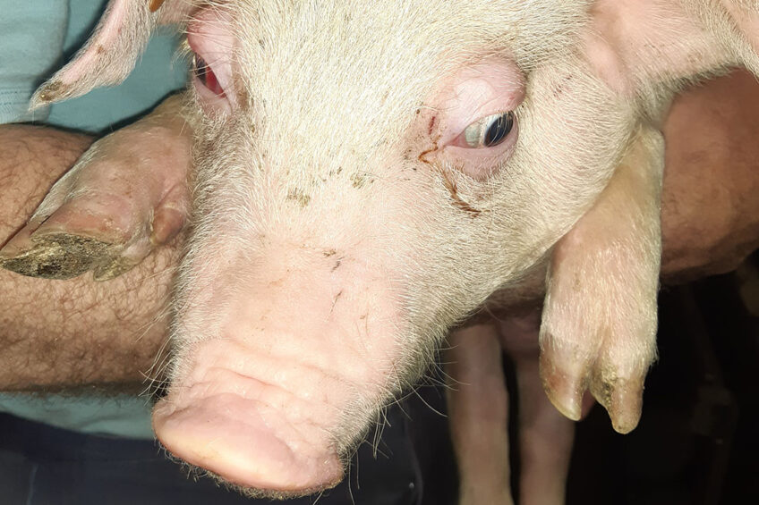Classical manifestation of OD, affected piglet showing nervous signs and prominent eyelid oedema. Photo: Ceva Sante Animale