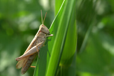 Cricket protein could replace fish meal and soybean meal. - Photo: Canva
