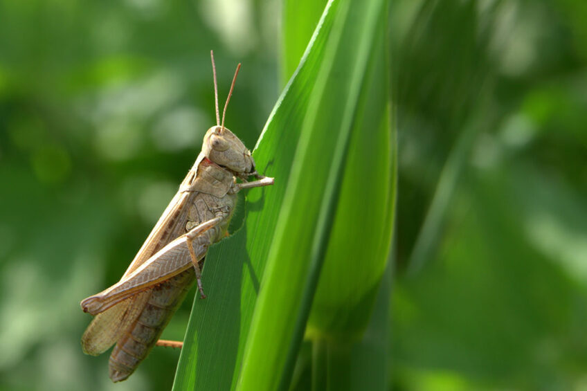 Cricket protein could replace fish meal and soybean meal. - Photo: Canva