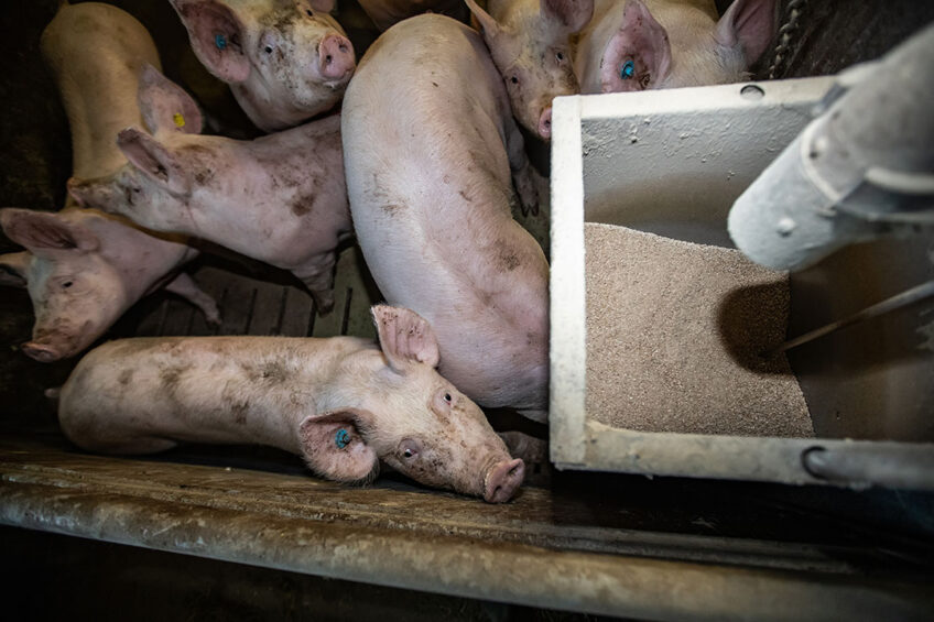 Vitamin and mineral levels given to pigs in China and Brazil exceed recommendations. - Photo: Ronald Hissink