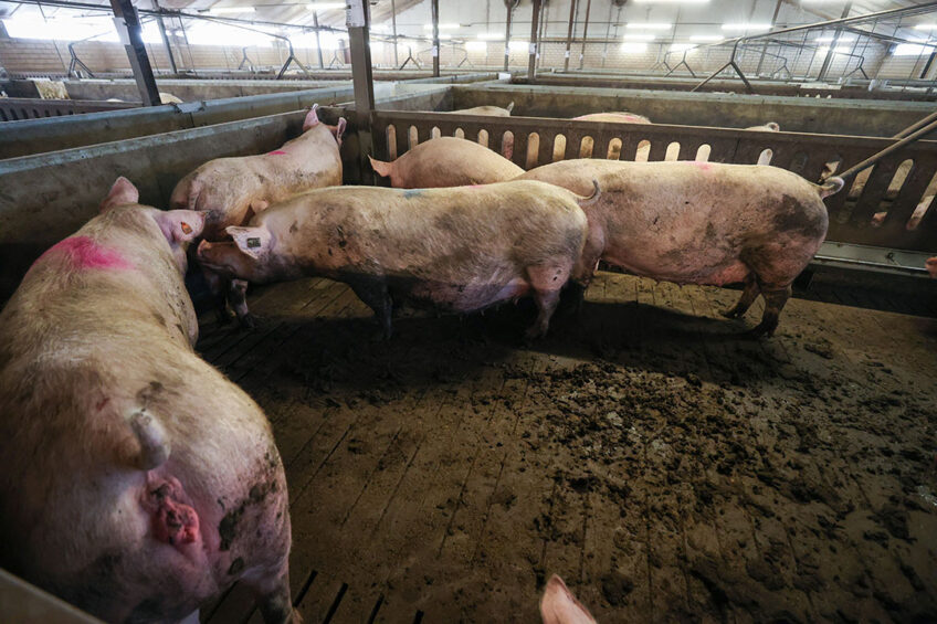 Lameness is a negative health condition that causes the sow pain and can have long-term impacts on sow health and productivity. - Photo: Bert Jansen