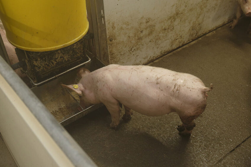 Overall, the finishing pigs fed MrFeed showed a feed conversion ratio (FCR) 4.5% higher than the control diet, and a slightly better mortality rate. - Photo: Hans Prinsen