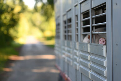 {Pigs waiting for transport to the slaughterhouse in Germany. Due to an ASF standstill, transport the surveillance area in Lower Saxony is not allowed until July 11. - Photo: Lars Klemmer (DPA/ANP