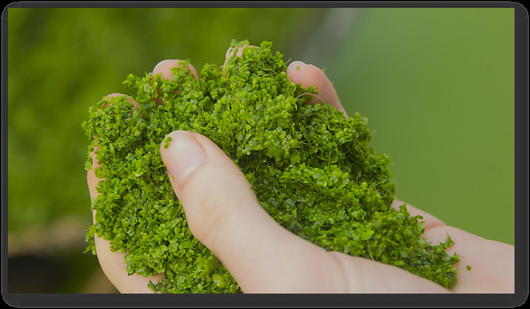 Because of its high protein content and other nutrients, duckweed has a history of being fed to various types of livestock that goes back over hundreds of years. - Photo: Inagro vzw