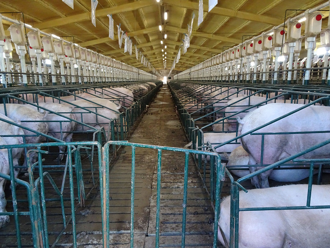Gestating sows are housed individually now, but the Riva family is looking for group housing options.