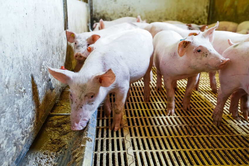 Weaning age: impacts on gut health, performance, and behaviour - Pig  Progress