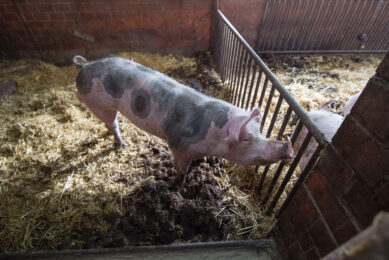 The outbreak was discovered on a farm with 280 sows and roughly 1,500 piglets, according to the authorities in Lower Saxony. - Photo: Michel Velderman