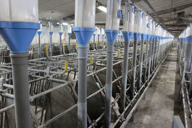 In July, the Serbian government introduced price ceilings in the pork and poultry markets. - Photo: Vincent ter Beek