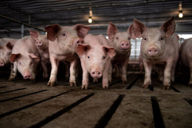 Pork producers in the US have missed out on the benefits of using new products, but it is impossible to quantify how much various products could have already positively impacted their operations financially, along with the health and welfare of their pigs. - Photo: AFP
