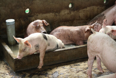 These pigs on a farm in Vietnam have a water bath in the pen for pigs to cool down. - Photo: Vincent ter Beek