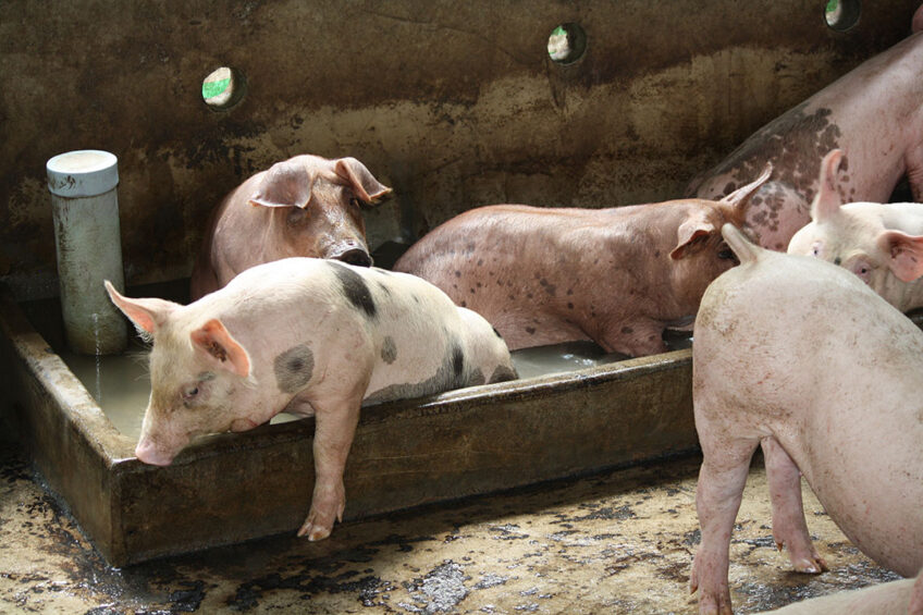These pigs on a farm in Vietnam have a water bath in the pen for pigs to cool down. - Photo: Vincent ter Beek