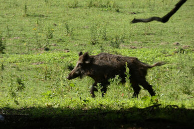 Since the beginning of 2022, more than 80 ASF outbreaks have been registered in Russia, with less than half at backyard farms, while the rest is among wild boar. - Photo: Jan Vullings