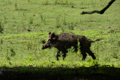 In 2021, ASF outbreaks in the eastern regions were registered only in private backyard farms, while this year, Russian veterinary specialists expect to discover the virus in the population of wild boars. - Photo: Jan Vullings