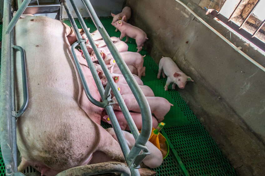 With 12 piglets per sow, the piglets already have to fight for milk – but sows can easily have litters larger than this. Photo: Bert Jansen